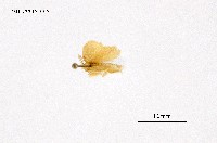 藏品(褐帶小黃毒蛾)的圖片